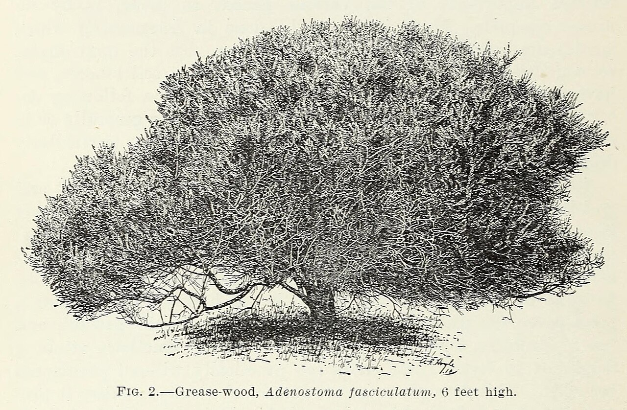 “Lairs among the [chaparral] and rocks:” T.GB.1859.2